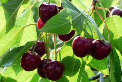How to grow up sweet cherry in Moscow area