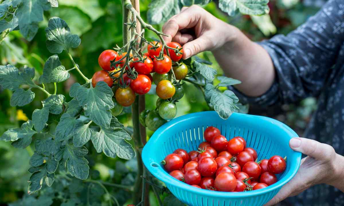 Tomatoes: seeds, their preparation and crops