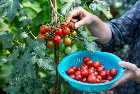 Tomatoes: seeds, their preparation and crops