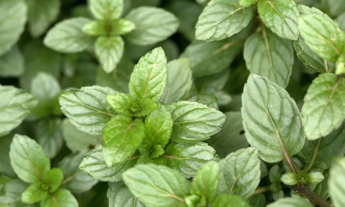 How to plant mint seeds
