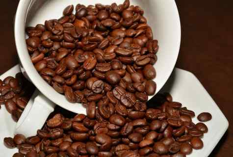 Cultivation of coffee from seed: rules and nuances