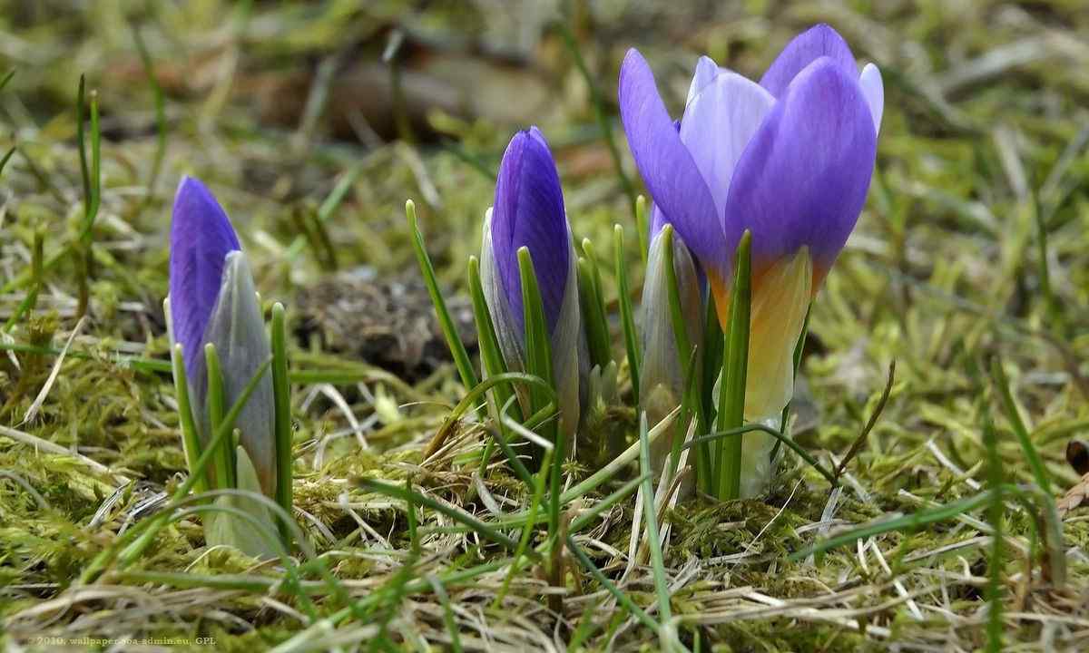How to replace crocuses