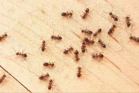 How to bring ants out of the house and from kitchen garden