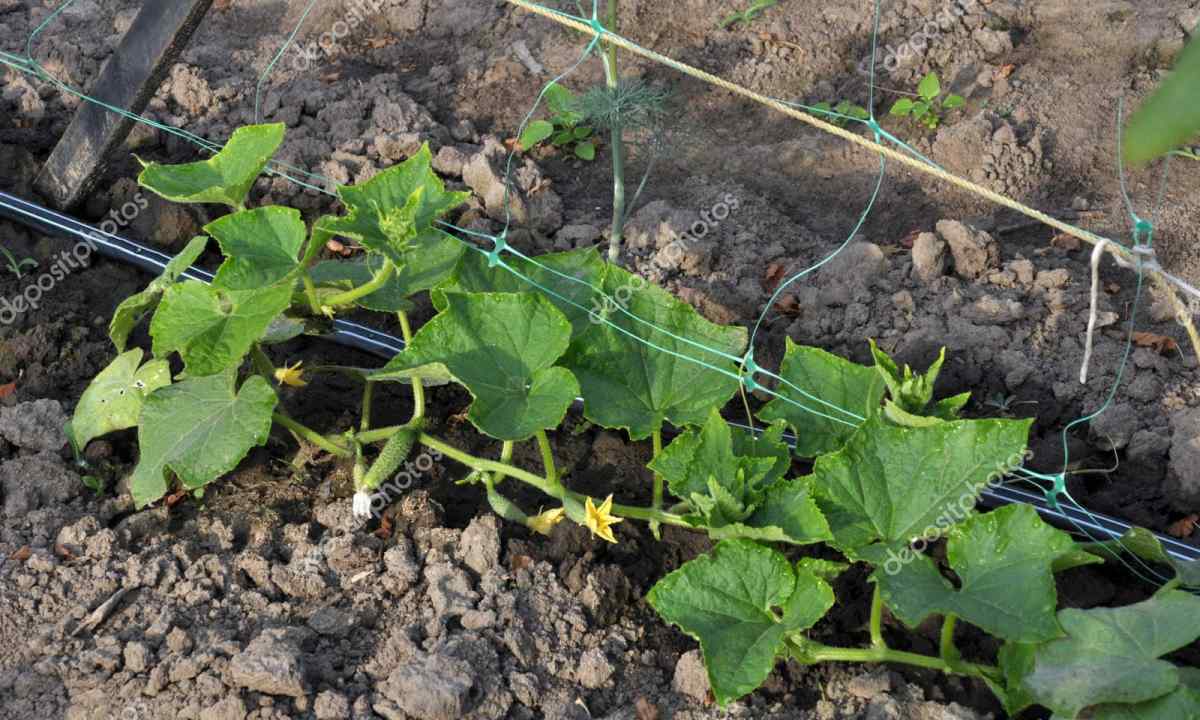 How to grow up cucumbers in the open ground