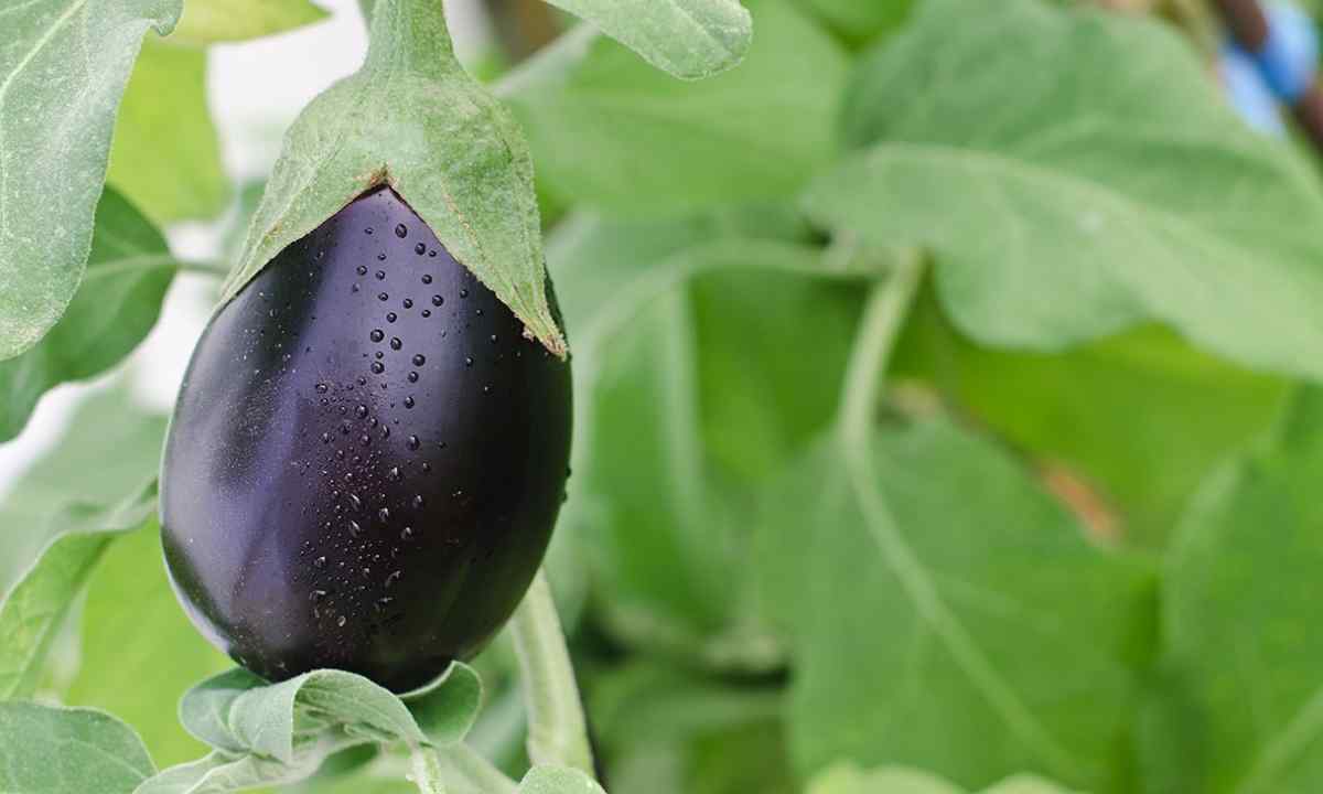 How to grow up seedling of eggplants in house conditions