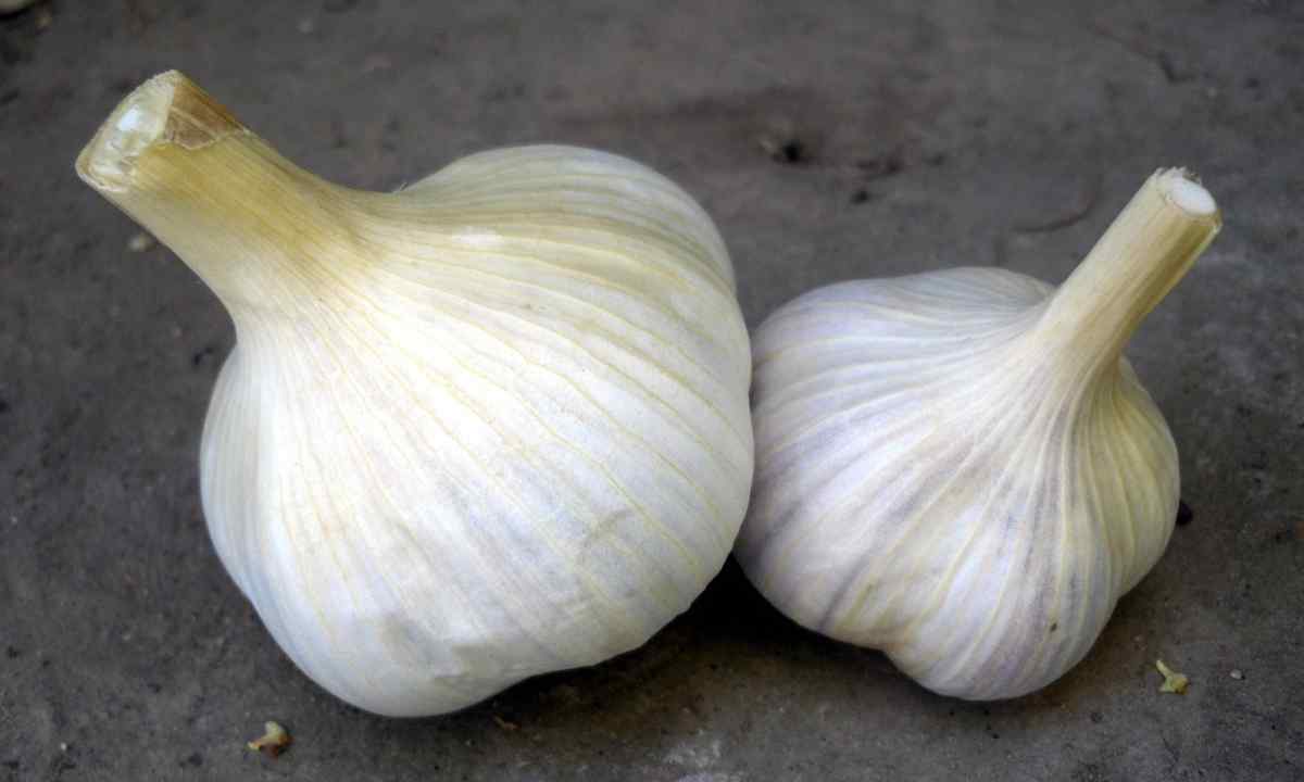 How to prepare the site for cultivation of garlic