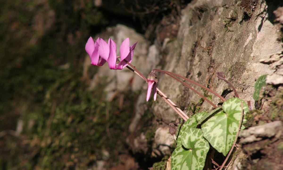 How and when to sow cyclamen