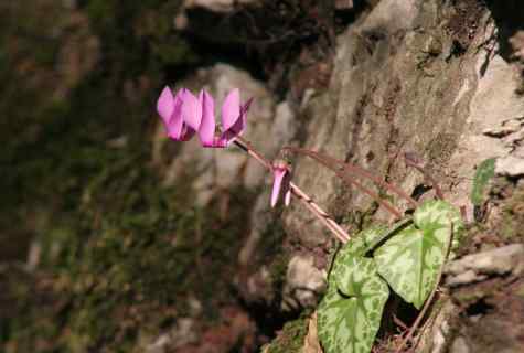 How and when to sow cyclamen