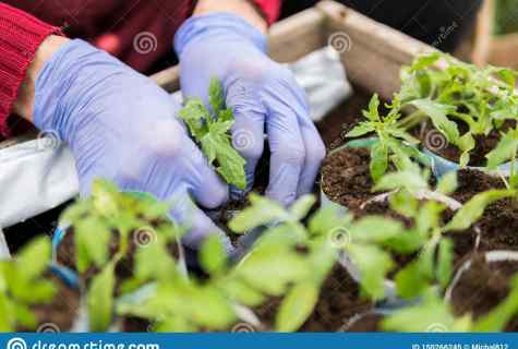 As it is necessary to look after seedling of tomatoes