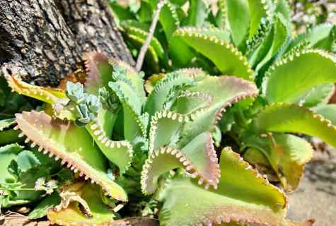 Correct care for kalanchoe