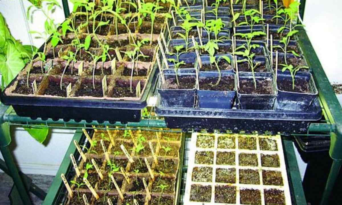 How to seed seeds on seedling of tomatoes