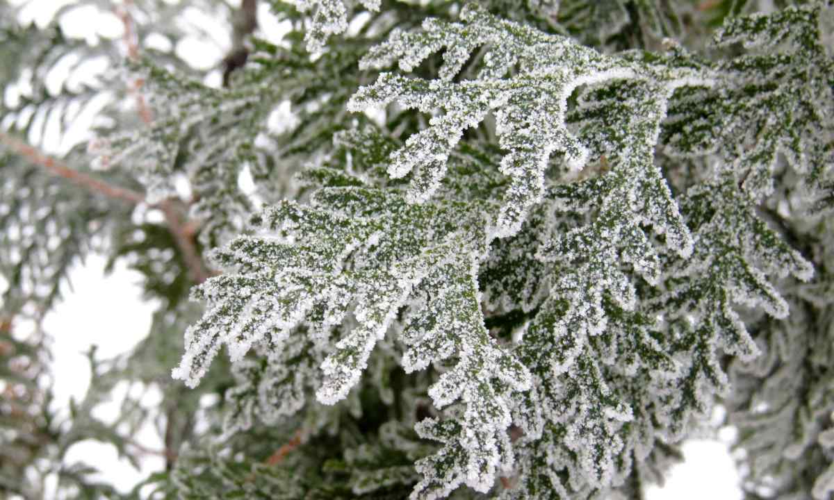 What to cover thuja for the winter from freezing with