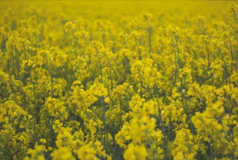 In how many days after crops, mustard ascends