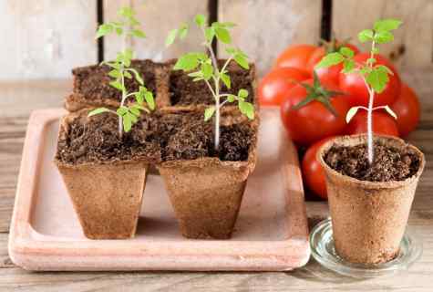 Tomatoes: care for seedling