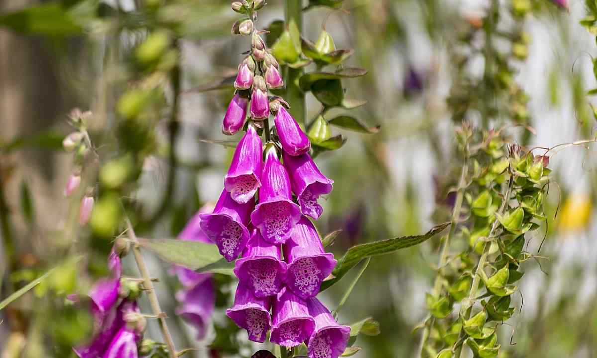 How and when to replace foxglove seedling