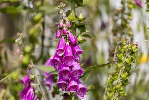 How and when to replace foxglove seedling