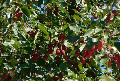 How to impart apple-tree shank?