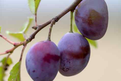 How to plant plum
