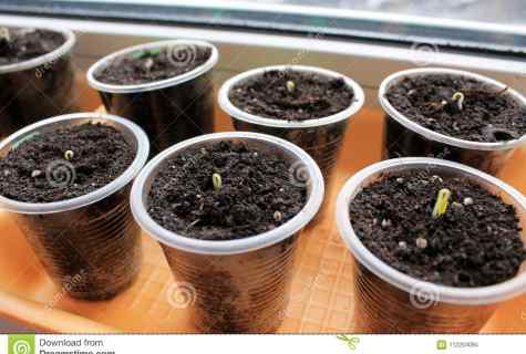 As it is correct to seed tomatoes on seedling
