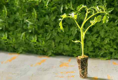 When to plant tomatoes on seedling