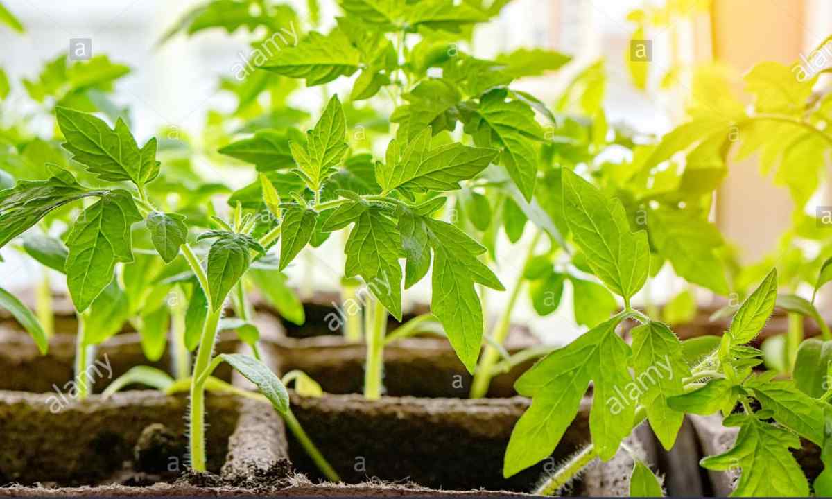How to grow up seedling tomato on windowsill