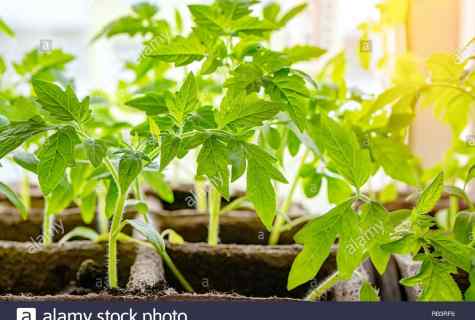 How to grow up seedling tomato on windowsill