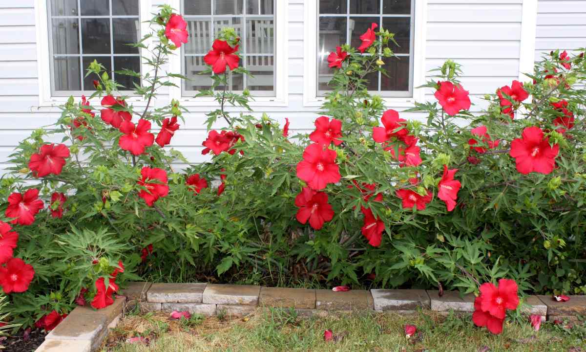 Garden hibiscus: how to cover it for the winter