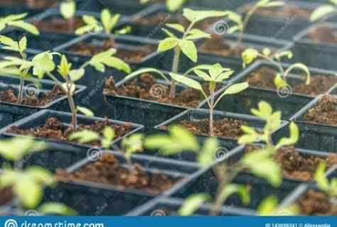 As it is correct to dive seedling of tomatoes
