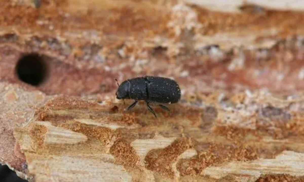 How to bring bark beetle
