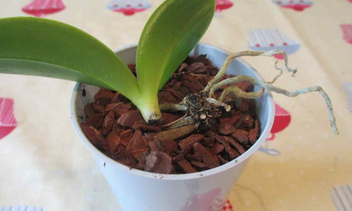Whether it is possible to grow up orchid from root