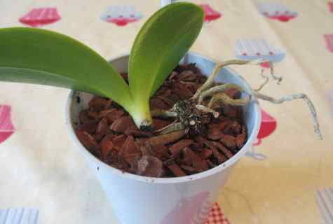 Whether it is possible to grow up orchid from root