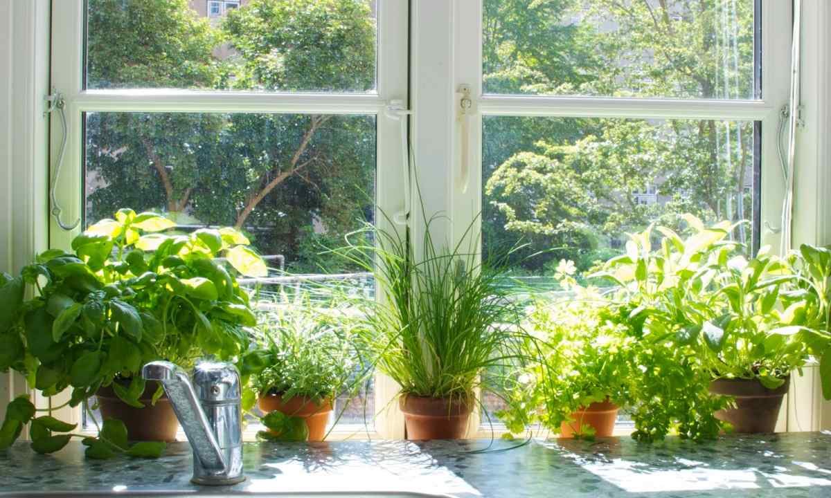 How to grow up house arugula on windowsill