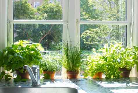How to grow up house arugula on windowsill