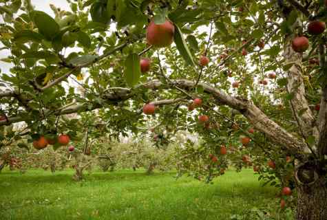 Apple-trees in garden