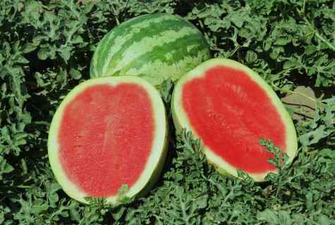 When watermelons in Krasnodar Krai ripen