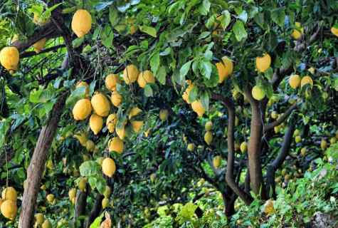 How to plant fruit-trees