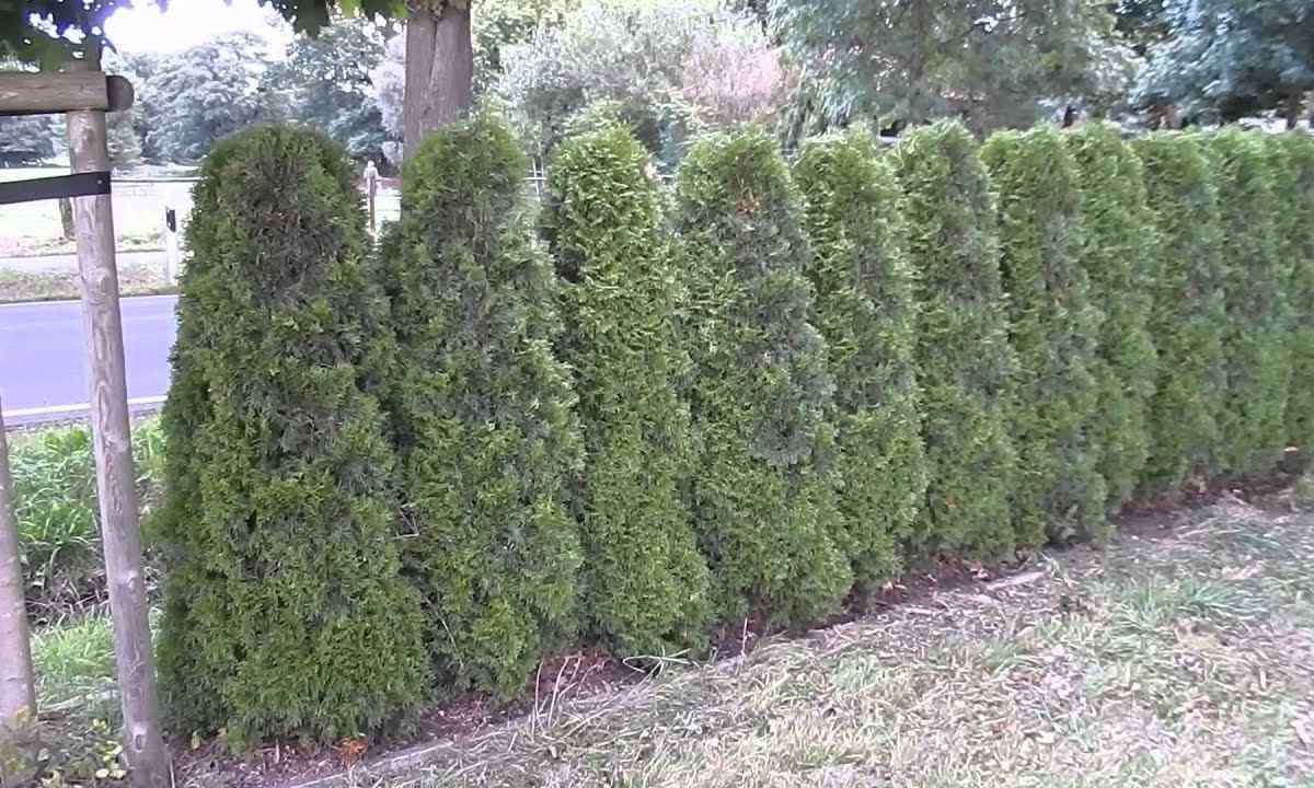 How to save thuja from drying