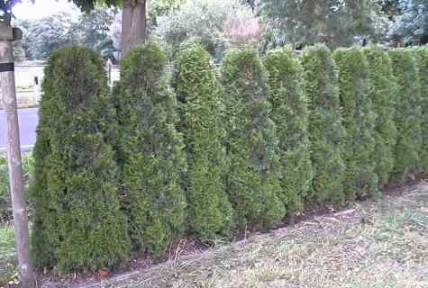 How to save thuja from drying