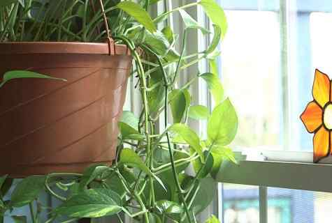 How to fight against white raid on houseplants