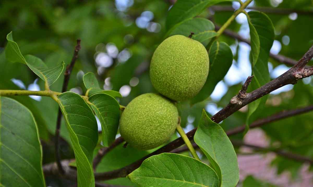 How to grow up walnut tree