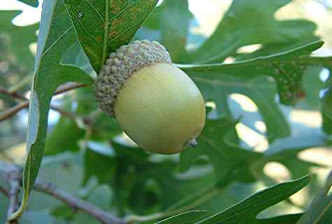 How to grow up oak from acorn