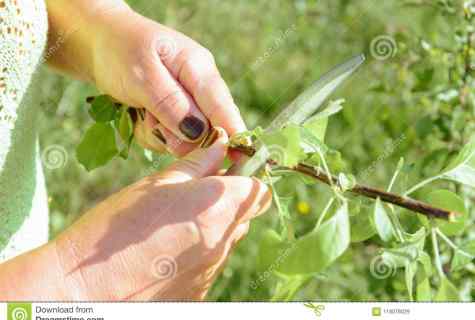 Rules of inoculation of fruit-trees