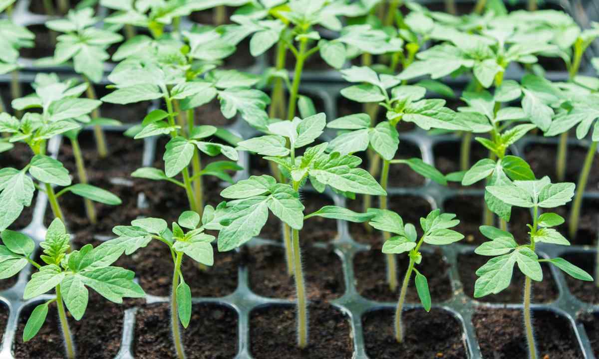 How to grow up healthy seedling of tomatoes