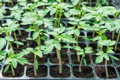 How to grow up healthy seedling of tomatoes