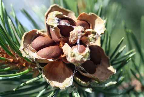 How to grow up cedar sapling from pine nut