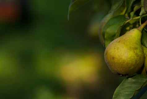 How to impart apple-trees and pears