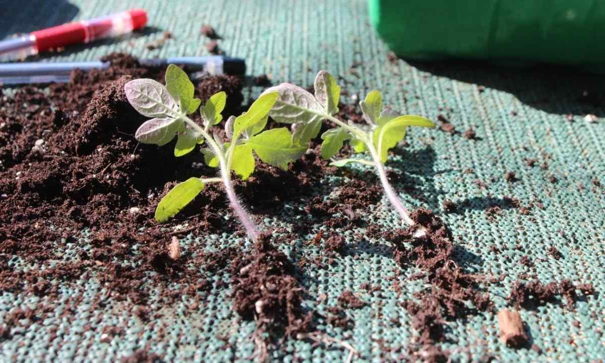 How to dive seedling of tomatoes