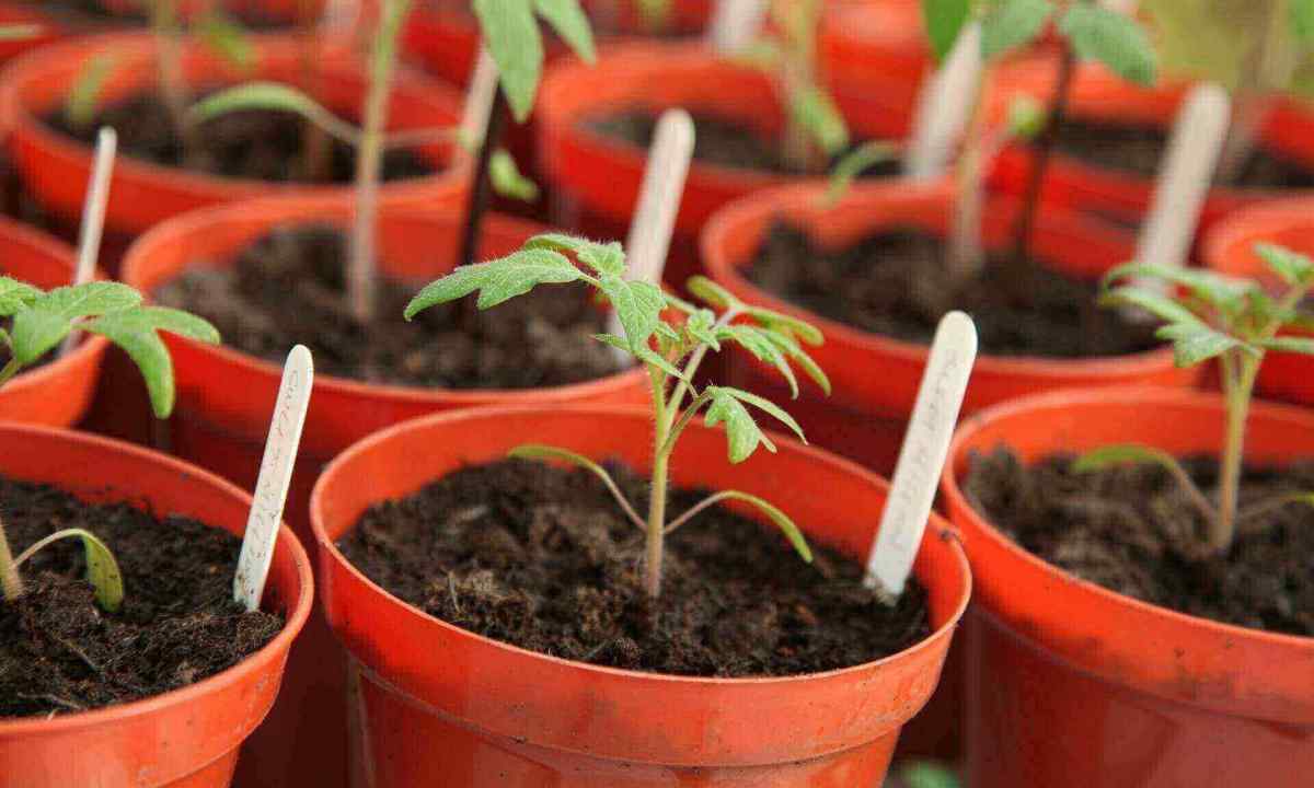 How to replace seedling tomato