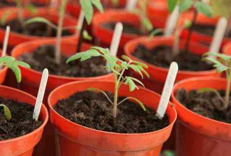How to replace seedling tomato