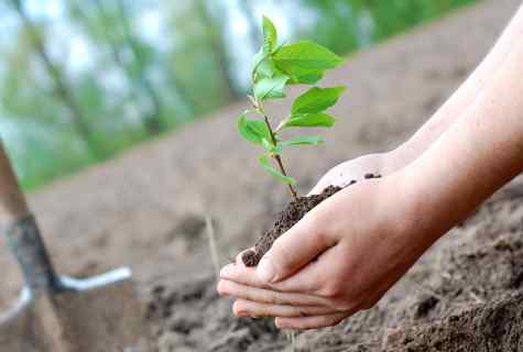 How to plant tree